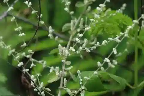 نبات الأوريت lanata في بيئته الطبيعية