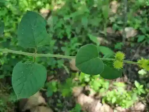 نبات البوباليا lappacea var. velutina في بيئته الطبيعية