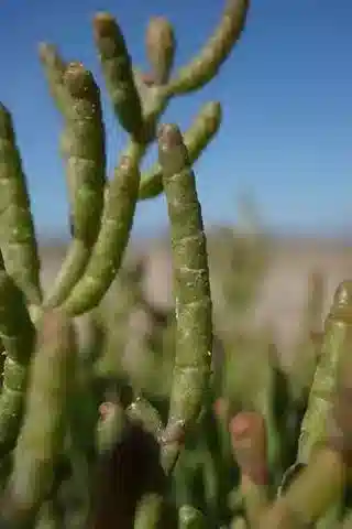 نبات الساليكورنيا europaea في بيئته الطبيعية