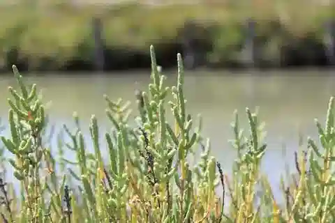 نبات الساليكورنيا fruticosa في بيئته الطبيعية