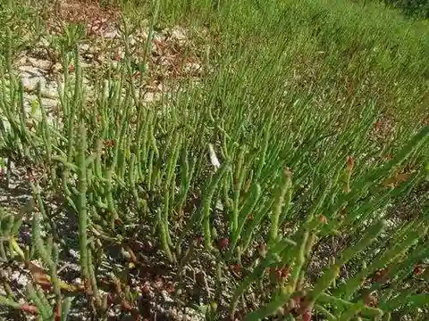 نبات الساليكورنيا perennis في بيئته الطبيعية