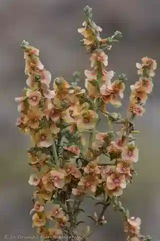 نبات الصودا longifolia في بيئته الطبيعية