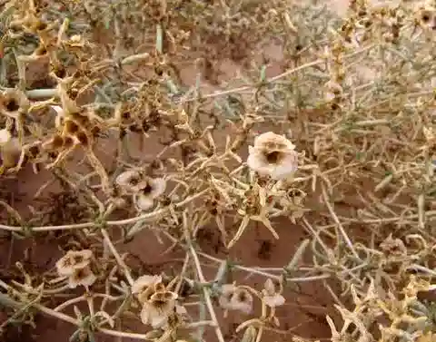 نبات الصودا rosmarinus في بيئته الطبيعية