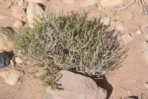 نبات الصودا schweinfurthii في بيئته الطبيعية