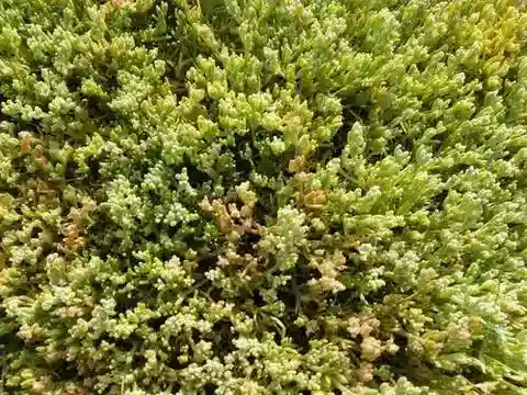 نبات السويدا aegyptiaca في بيئته الطبيعية