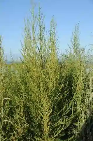 نبات السويدا altissima في بيئته الطبيعية