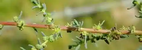 نبات السويدا fruticosa في بيئته الطبيعية