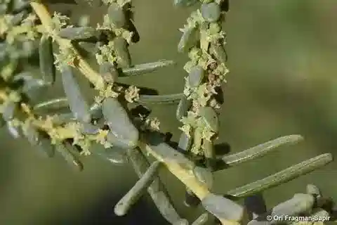نبات السويدا monoica في بيئته الطبيعية