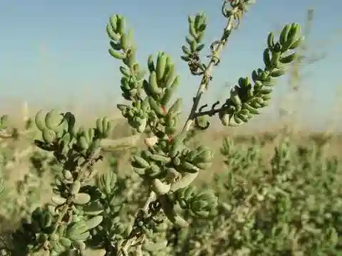نبات السويدا palaestina في بيئته الطبيعية