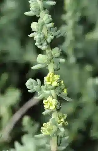 نبات السويدا pruinosa في بيئته الطبيعية
