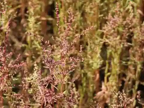 نبات السويدا salsa في بيئته الطبيعية