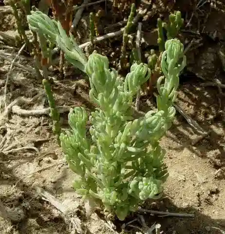 نبات السويدا splendens في بيئته الطبيعية