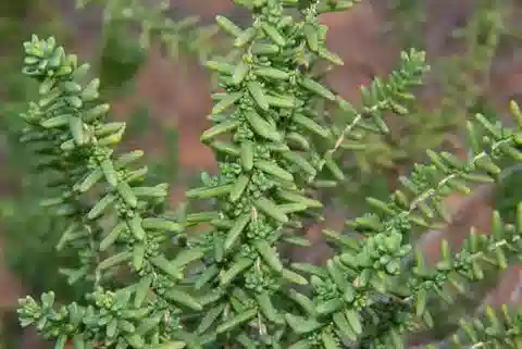 نبات السويدا vera في بيئته الطبيعية