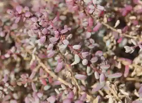 نبات السويدا vermiculata في بيئته الطبيعية