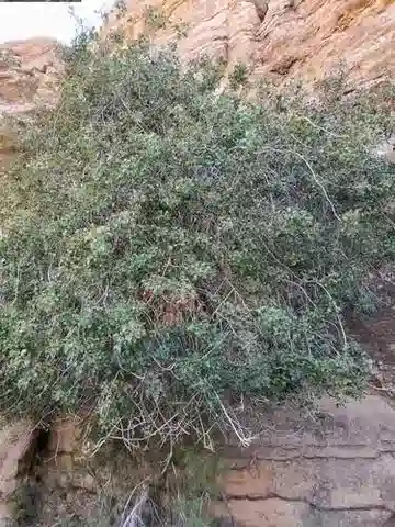 نبات البطم khinjuk var. microphylla في بيئته الطبيعية