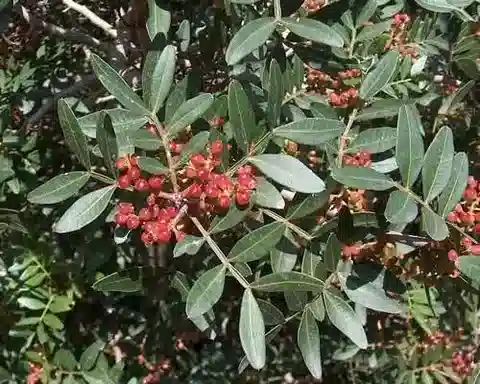 نبات البطم lentiscus في بيئته الطبيعية