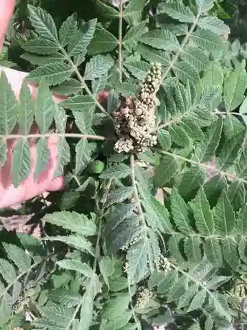 نبات السماق coriaria في بيئته الطبيعية