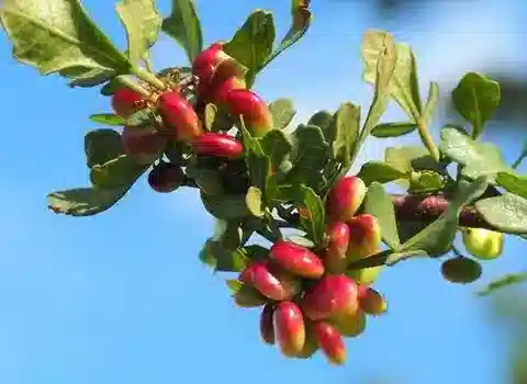 نبات Searsia flexicaulis في بيئته الطبيعية