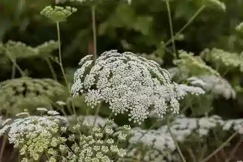 نبات الأمي majus subsp. majus في بيئته الطبيعية