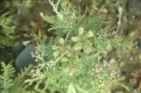 نبات الرُّمْلي leucotrichus var. leucotrichus في بيئته الطبيعية