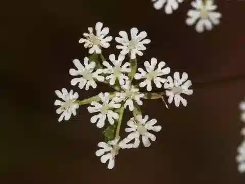 نبات الأمي الشبيه pusilla في بيئته الطبيعية