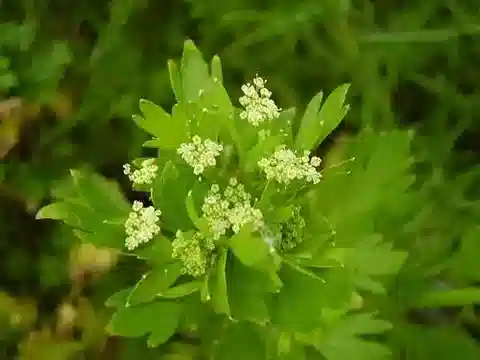 نبات الكرفس graveolens var. bashmense في بيئته الطبيعية