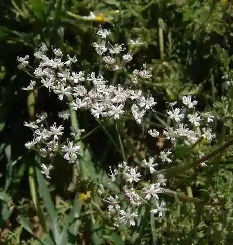نبات الأستومaea seselifolia في بيئته الطبيعية