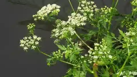 نبات البرولا erecta في بيئته الطبيعية