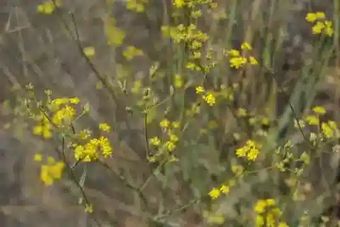 نبات البُupleurum exaltatum في بيئته الطبيعية