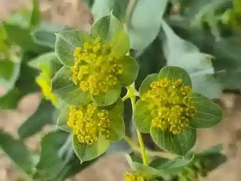 نبات البُupleurum lancifolium var. lancifolium في بيئته الطبيعية