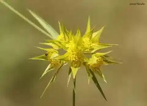 نبات البُupleurum nodiflorum في بيئته الطبيعية