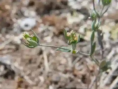 نبات البُupleurum semicompositum في بيئته الطبيعية