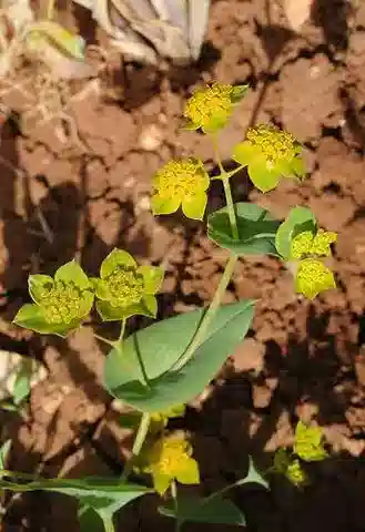نبات البُupleurum subovatum في بيئته الطبيعية