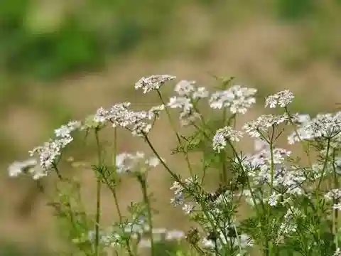 نبات الكزبرة sativum في بيئته الطبيعية