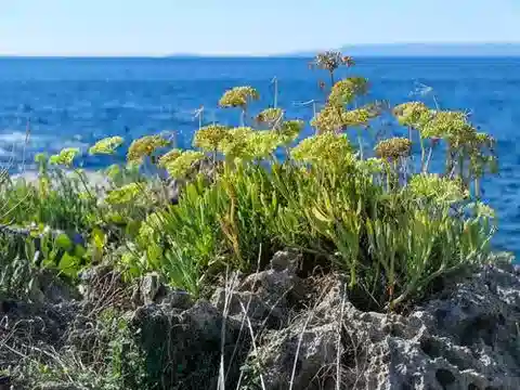 نبات الحرّاث maritimum في بيئته الطبيعية