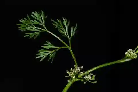 نبات الدوّار leptophyllum في بيئته الطبيعية