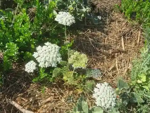 نبات جزر البرّ aureus في بيئته الطبيعية