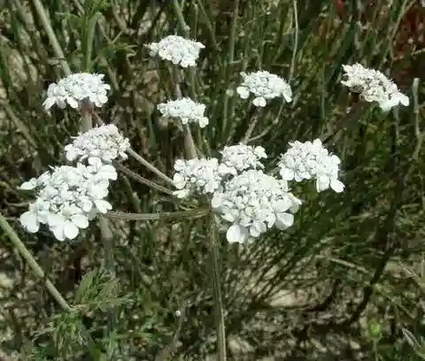 نبات جزر البرّ glaber في بيئته الطبيعية