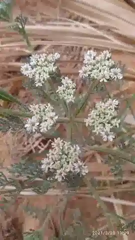 نبات جزر البرّ sahariensis في بيئته الطبيعية
