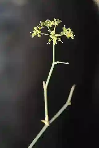 نبات الدِّفِّيسة tortuosa في بيئته الطبيعية