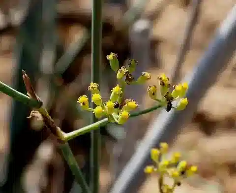 نبات الدِّفِّيسة triradiata subsp. triradiata في بيئته الطبيعية