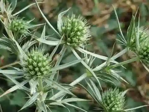 نبات السنامك campestre var. virens في بيئته الطبيعية