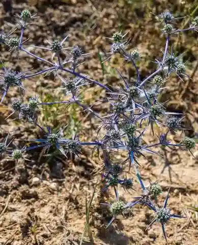 نبات السنامك creticum في بيئته الطبيعية