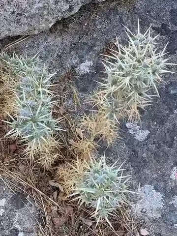 نبات السنامك glomeratum subsp. glomeratum في بيئته الطبيعية