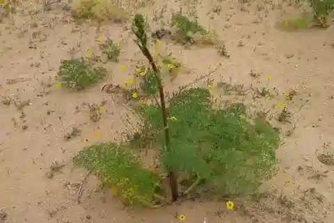 نبات الحلettel marmarica في بيئته الطبيعية