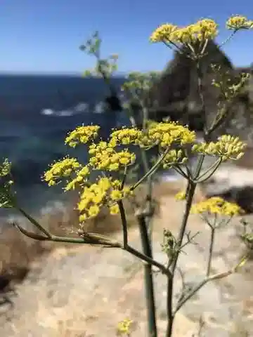 نبات الشَّمْر vulgare في بيئته الطبيعية