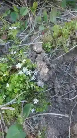 نبات الهليوسكاديوم crassipes في بيئته الطبيعية