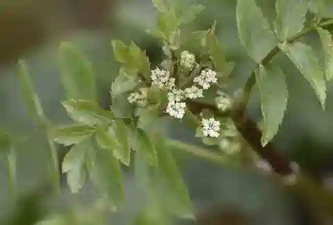 نبات الهليوسكاديوم nodiflorum في بيئته الطبيعية