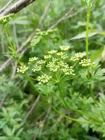 نبات البقدونس crispum subsp. crispum في بيئته الطبيعية