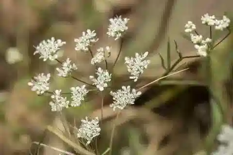 نبات البمبینلا cretica var. cretica في بيئته الطبيعية